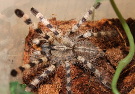 Poecilotheria formosa 0,1-7sv